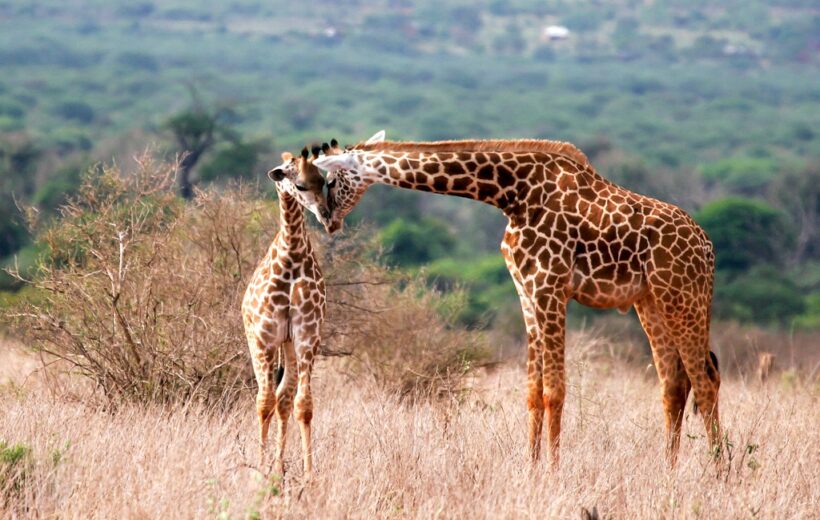 9-Day Amboseli, Tsavo & Mombasa Beach Safari