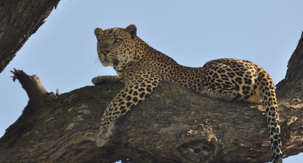 Adventures in Kenya safari and outdoor experiences