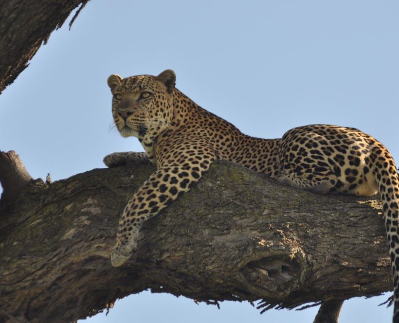 Adventures in Kenya safari and outdoor experiences