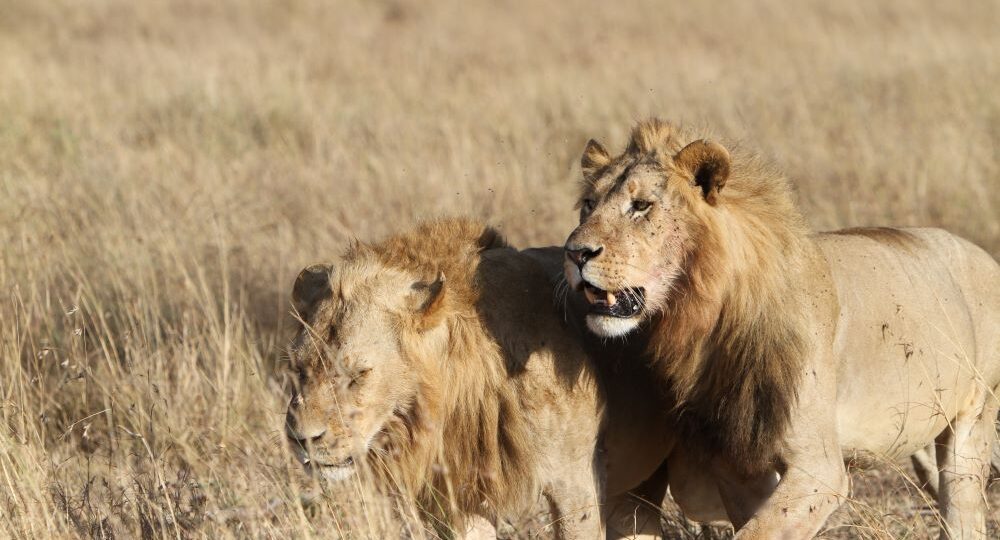 Best time to visit Kenya safari seasons