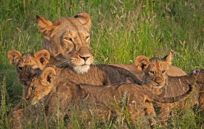 Kenya most loved safari destination