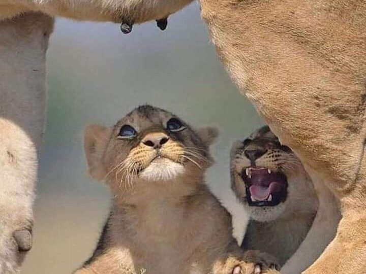 Kenya most loved safari destination