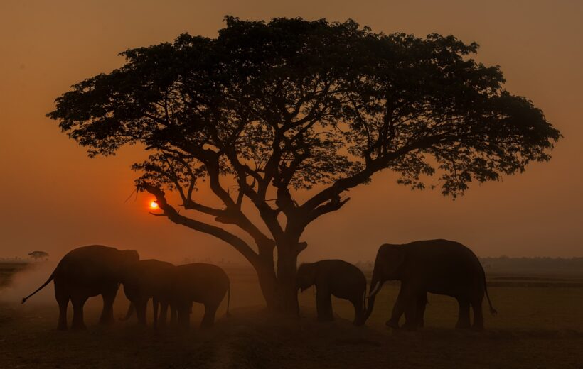 8 Days Kenya Bush and Beach Safari