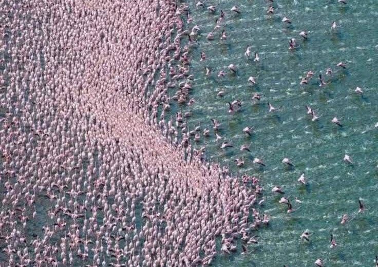 7-Day Lake Naivasha, Nakuru & Mara Safari