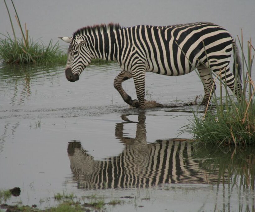 Kenya most loved safari destination