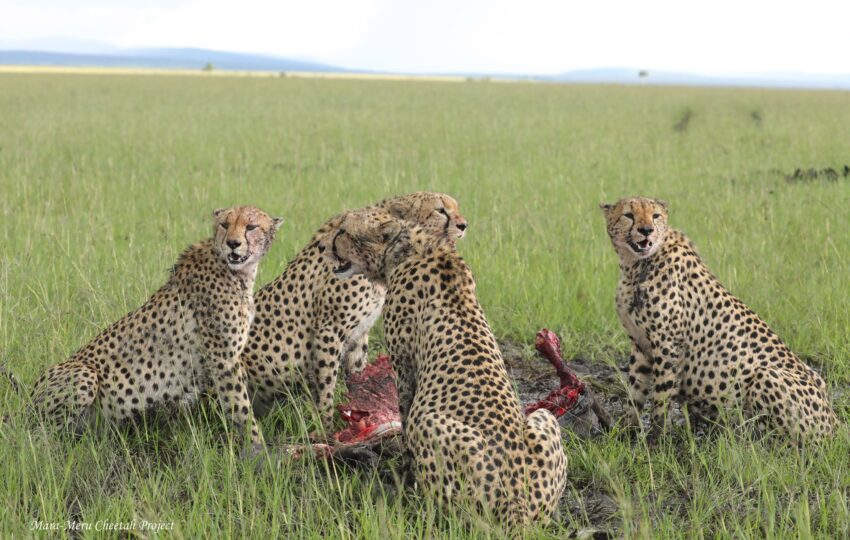 Kenya most loved safari destination