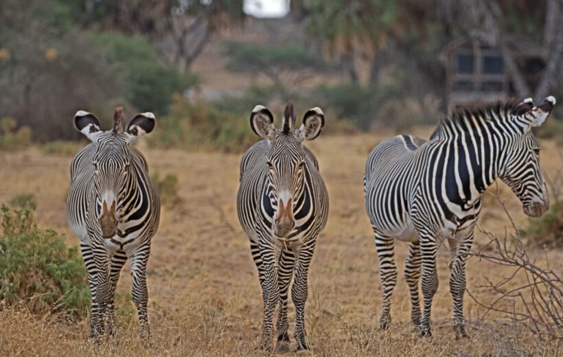 3 Days Samburu Safari from Nairobi